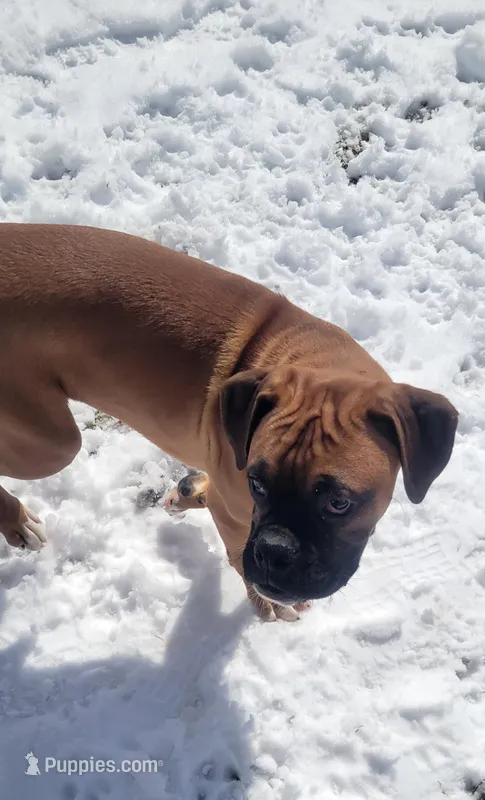 Turkey – Boxer puppy for sale in West Brookfield, MA