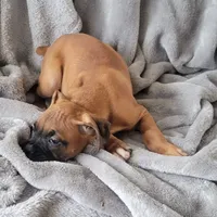 Turkey, a male Boxer for sale in West Brookfield, MA – Photo 6 of 8