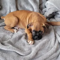 Turkey, a male Boxer for sale in West Brookfield, MA – Photo 5 of 8