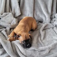 Turkey, a male Boxer for sale in West Brookfield, MA – Photo 8 of 8