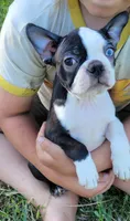 Morris, a male Boston Terrier for sale in West Brookfield, MA – 3 of 5