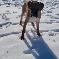 Queenie, a female Boxer for sale in West Brookfield, MA – Photo 2 of 5