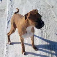 Queenie, a female Boxer for sale in West Brookfield, MA – Photo 3 of 5