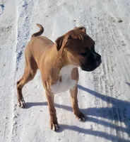 Queenie, a female Boxer for sale in West Brookfield, MA – Photo 3 of 5