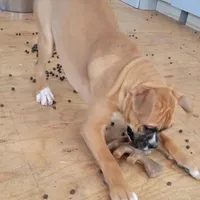 Queenie, a female Boxer for sale in West Brookfield, MA – Photo 4 of 5