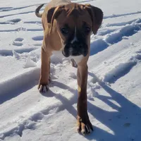 Queenie, a female Boxer for sale in West Brookfield, MA – Photo 1 of 5