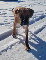 Queenie, a female Boxer for sale in West Brookfield, MA – Photo 1 of 5