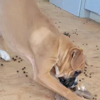 Queenie, a female Boxer for sale in West Brookfield, MA – Photo 5 of 5