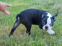 Morris, a male Boston Terrier for sale in West Brookfield, MA – 4 of 5