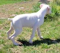 Olaf, a male Boxer for sale in West Brookfield, MA – Photo 6 of 6