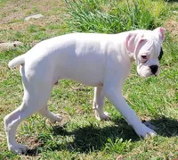 Olaf, a male Boxer for sale in West Brookfield, MA – Photo 3 of 6
