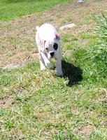 Olaf, a male Boxer for sale in West Brookfield, MA – Photo 4 of 6