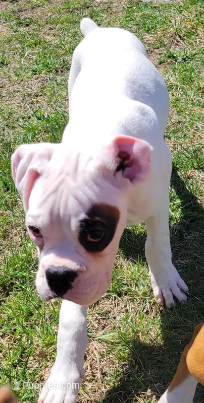 Olaf – Boxer puppy for sale in West Brookfield, MA