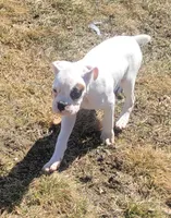 Olaf, a male Boxer for sale in West Brookfield, MA – Photo 5 of 6