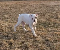 Olaf, a male Boxer for sale in West Brookfield, MA – Photo 2 of 6