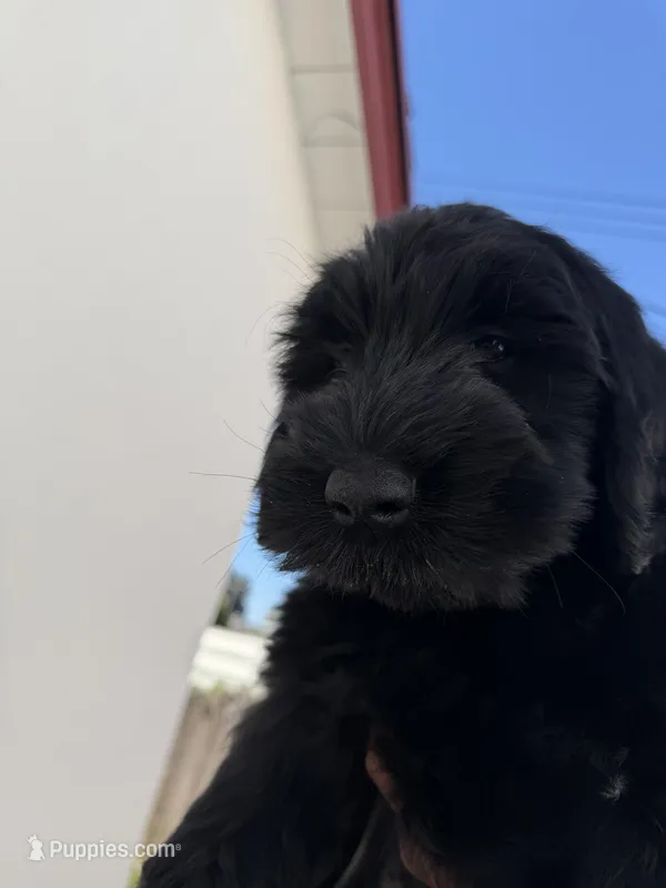Koda – Giant Schnauzer puppy for sale in Modesto, CA