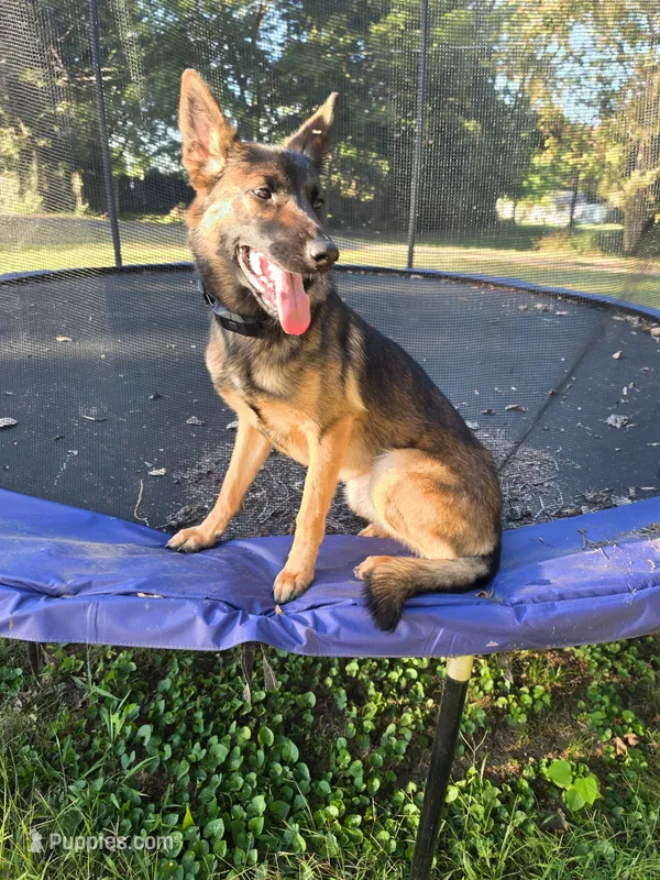 Nova – Belgian Malinois, German Shepherd Dog puppy for sale in Metropolis, IL