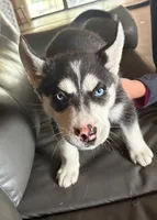 Senor Negro, a male Siberian Husky for sale in Pueblo, CO – 2 of 2