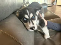 Blue Bear, a male Siberian Husky for sale in Pueblo, CO – 2 of 2