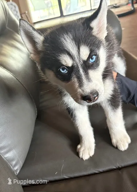 Lemon Yellow – Siberian Husky puppy for sale in Pueblo, CO