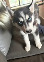 Lemon Yellow, a female Siberian Husky for sale in Pueblo, CO – 1 of 2