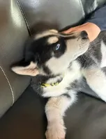 Lemon Yellow, a female Siberian Husky for sale in Pueblo, CO – 2 of 2