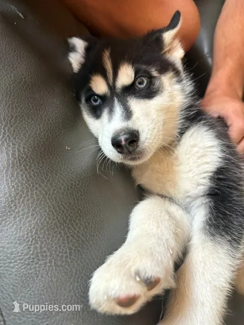 Blue Bear – Siberian Husky puppy for sale in Pueblo, CO
