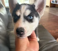 Angel Purple, a female Siberian Husky for sale in Pueblo, CO – 2 of 2