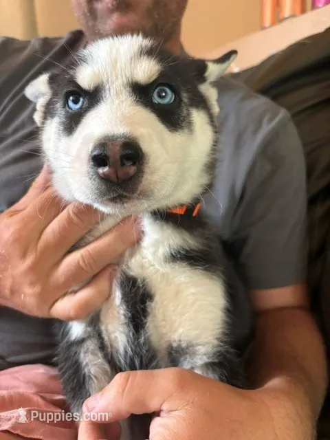 Limp Biscuit – Siberian Husky puppy for sale in Pueblo, CO