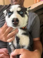 Limp Biscuit, a male Siberian Husky for sale in Pueblo, CO – 1 of 2