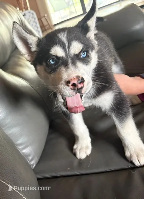 Senor Negro – Siberian Husky puppy for sale in Pueblo, CO
