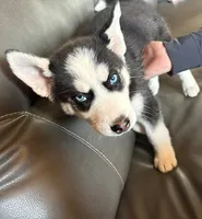 Limp Biscuit, a male Siberian Husky for sale in Pueblo, CO – 2 of 2
