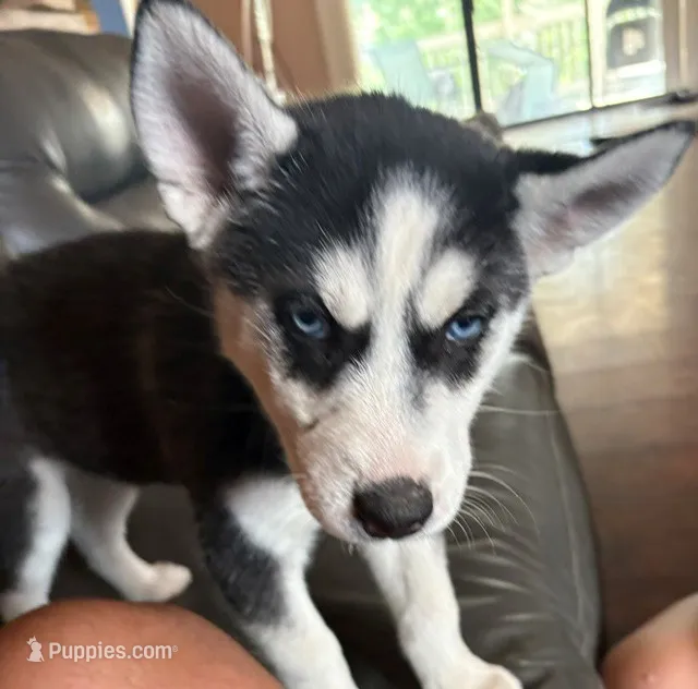Angel Purple – Siberian Husky puppy for sale in Pueblo, CO