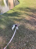 Pucci, a female Yorkshire Terrier for sale in Tampa, FL – Photo 3 of 4