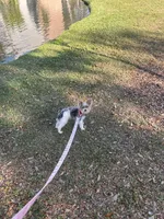 Pucci, a female Yorkshire Terrier for sale in Tampa, FL – Photo 2 of 4