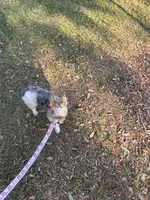 Pucci, a female Yorkshire Terrier for sale in Tampa, FL – Photo 4 of 4