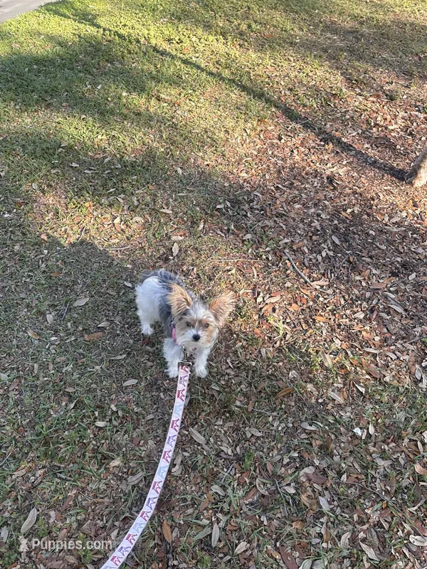 Pucci – Yorkshire Terrier puppy for sale in Tampa, FL