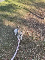 Pucci, a female Yorkshire Terrier for sale in Tampa, FL – Photo 1 of 4