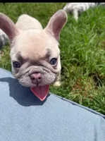 Minnie, a female French Bulldog for sale in Fort Mill, SC – 3 of 6