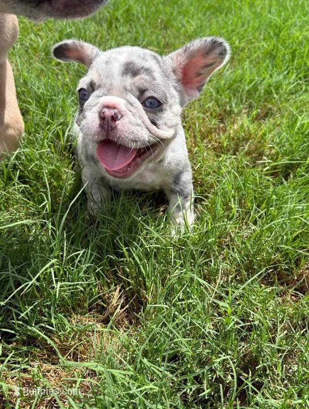 Penelope – French Bulldog puppy for sale in Fort Mill, SC
