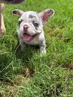 Penelope, a female French Bulldog for sale in Fort Mill, SC – 1 of 6