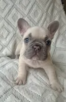 Minnie, a female French Bulldog for sale in Fort Mill, SC – 2 of 6
