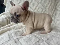 Minnie, a female French Bulldog for sale in Fort Mill, SC – 5 of 6