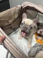 Minnie, a female French Bulldog for sale in Fort Mill, SC – 6 of 6