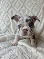 Penelope, a female French Bulldog for sale in Fort Mill, SC – 3 of 6