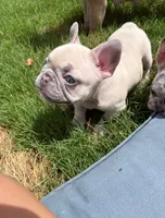 Minnie, a female French Bulldog for sale in Fort Mill, SC – 1 of 6