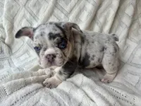 Penelope, a female French Bulldog for sale in Fort Mill, SC – 5 of 6