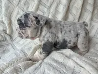 Penelope, a female French Bulldog for sale in Fort Mill, SC – 6 of 6