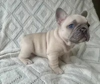 Minnie, a female French Bulldog for sale in Fort Mill, SC – 4 of 6