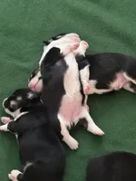 Snoopy , a male Pembroke Welsh Corgi for sale in Mc Farland, CA – 2 of 8